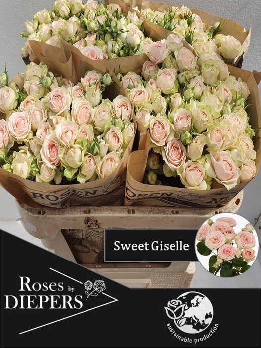 <h4>R TR SWEET GISELLE!</h4>