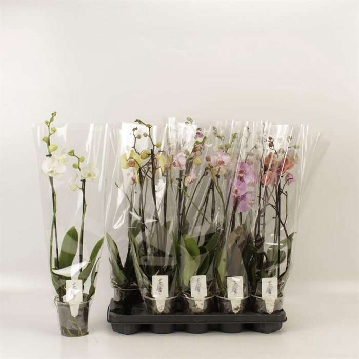 <h4>PHAL GEM 6 KL</h4>