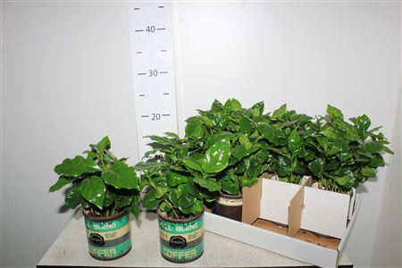 <h4>Coffea Arabica Decopot</h4>