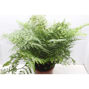 ASPLENIUM PARVATI P24