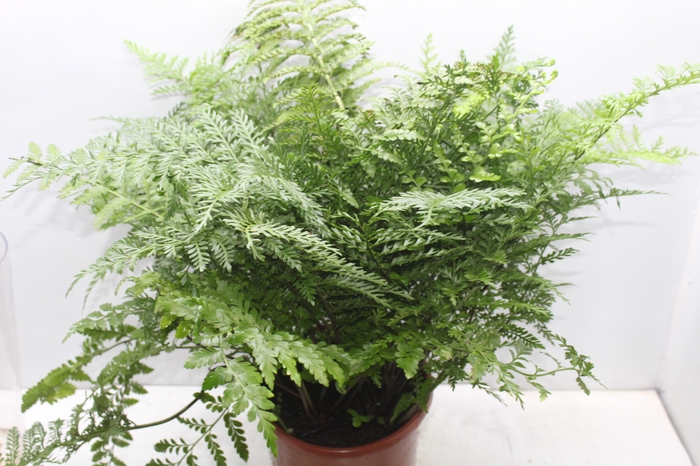 <h4>ASPLENIUM PARVATI P24</h4>