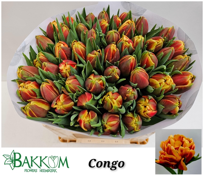 <h4>TU DU CONGO</h4>