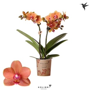 Phalaenopsis Multifloratypes Anthura Bolzano