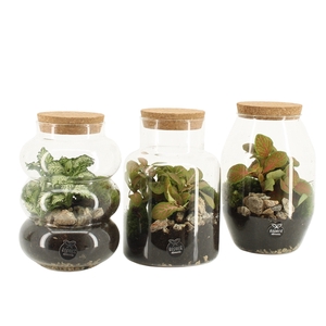 90709: Terrarium arrangement