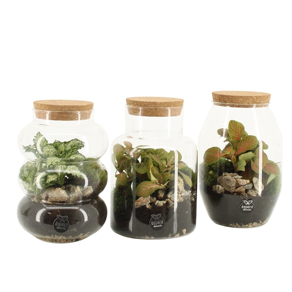 <h4>90709: Terrarium arrangement</h4>