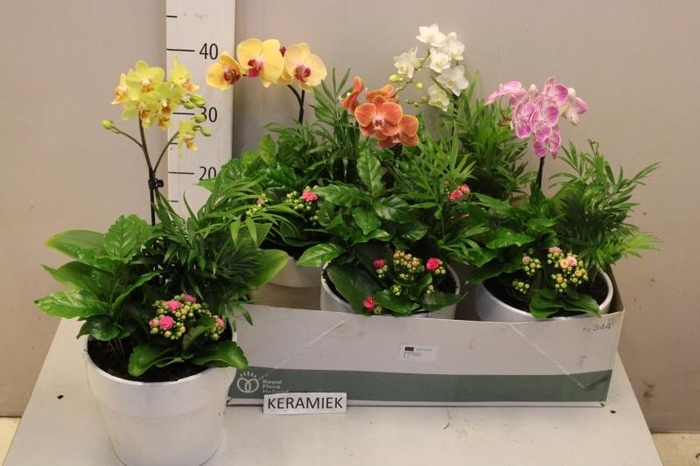 <h4>ARR KAMERPL BLOEI</h4>