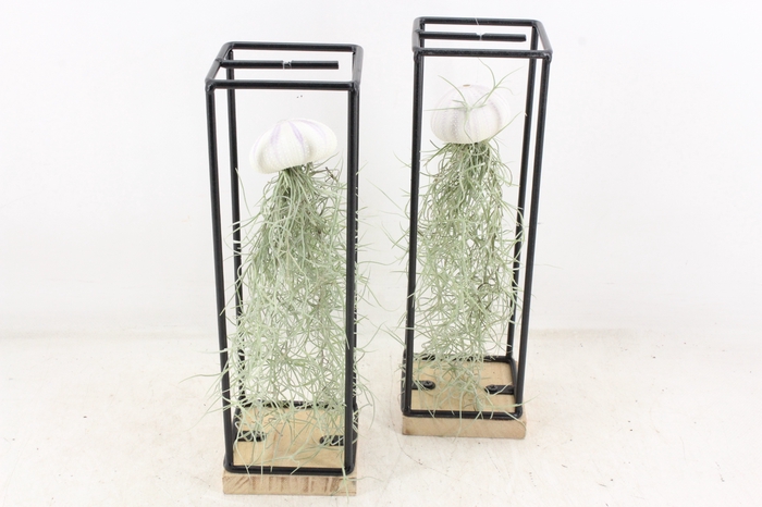 <h4>arr3 CP - Ijzer frame hang schelp</h4>