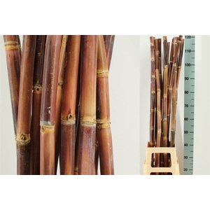 Sugar Cane