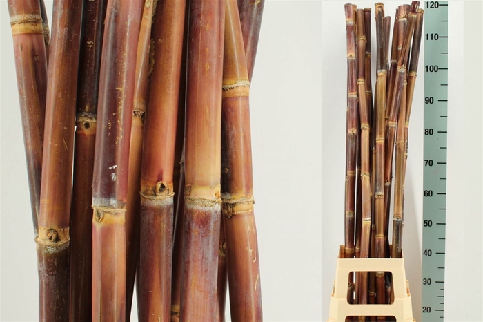 <h4>Sugar Cane</h4>