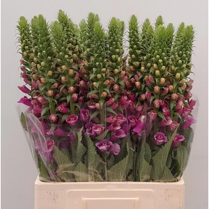 DIGI PURPUREA