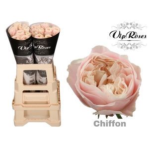 R GR CHIFFON x 20