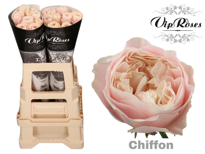 R GR CHIFFON x 20