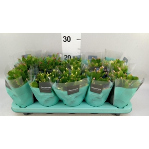 Schlumbergera ...mix 3