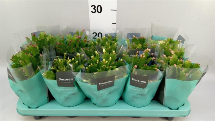 <h4>Schlumbergera   ...mix 3</h4>