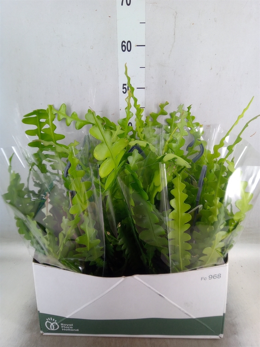 <h4>Epiphyllum anguliger</h4>