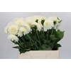 Dahlia Boom Boom White