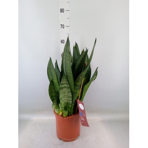 Sansevieria trifa. 'Hahnii'
