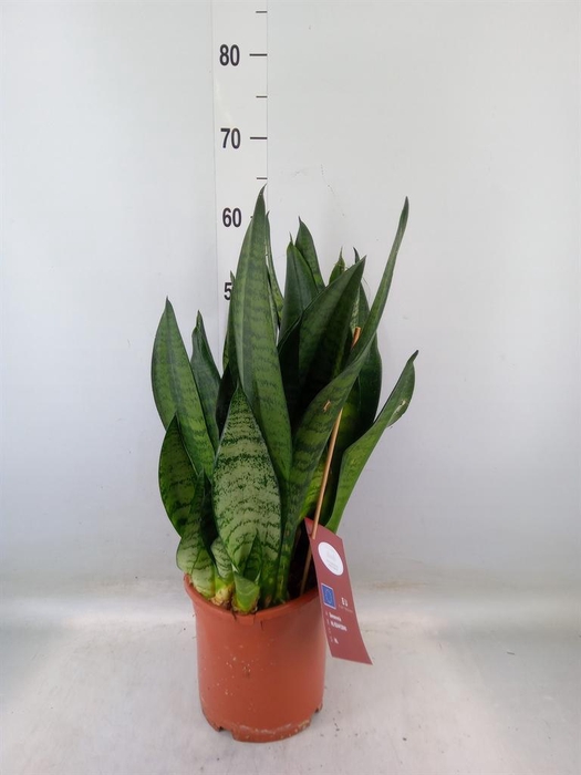 <h4>Sansevieria trifa. 'Hahnii'</h4>
