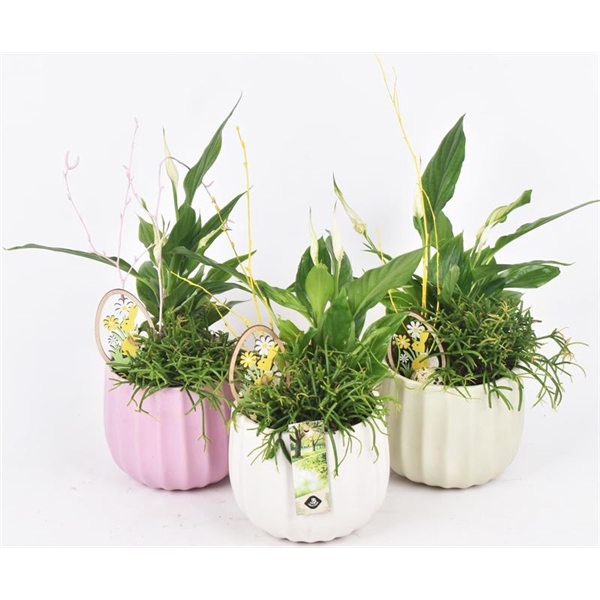 <h4>Keramiek pot kleur mix 14cm</h4>