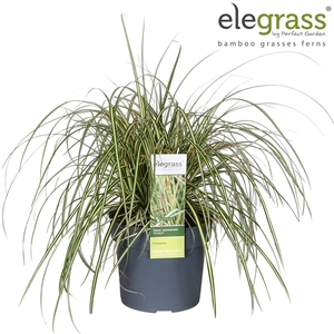 Carex hachijoensis 'Evergold' P19