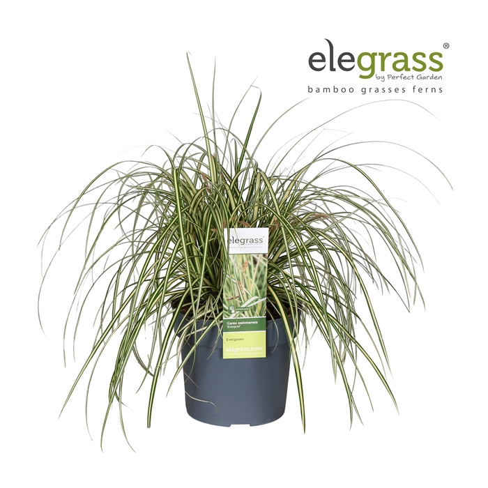 <h4>Carex hachijoensis 'Evergold' P19</h4>