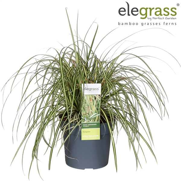 <h4>Carex hachijoensis 'Evergold' P19</h4>