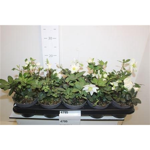 Hell Ni Advent Star 2-3+