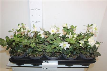 Hell Ni Advent Star 2-3+