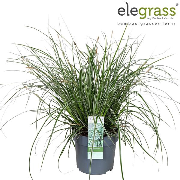<h4>Carex oshimensis 'Everest' P14</h4>