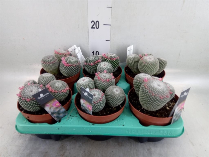 <h4>Mammillaria</h4>