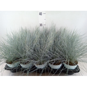 Festuca glauca 'Compacta Blue'