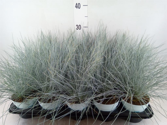 <h4>Festuca glauca 'Compacta Blue'</h4>