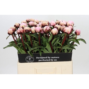 Paeonia reine hortense