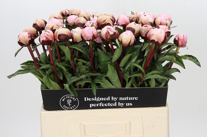 <h4>Paeonia reine hortense</h4>