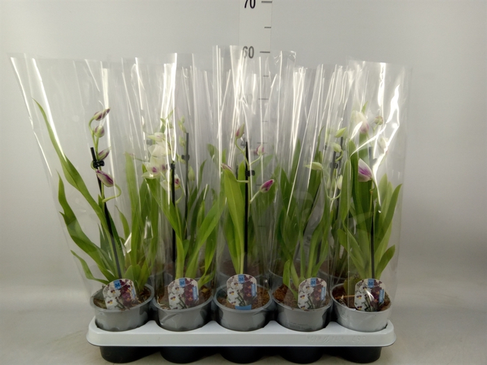 <h4>Miltoniopsis   ...</h4>
