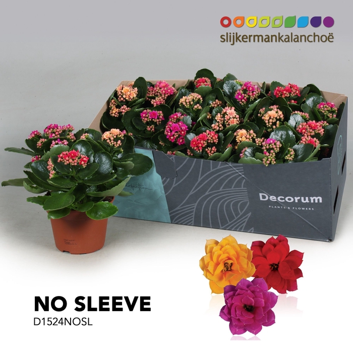 <h4>Kalanchoe No Sleeve - Carnaval</h4>