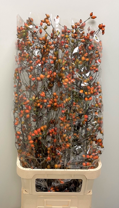 <h4>ROSA ZAFFIRO</h4>
