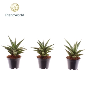 Sansevieria 'Boogie Woogie'