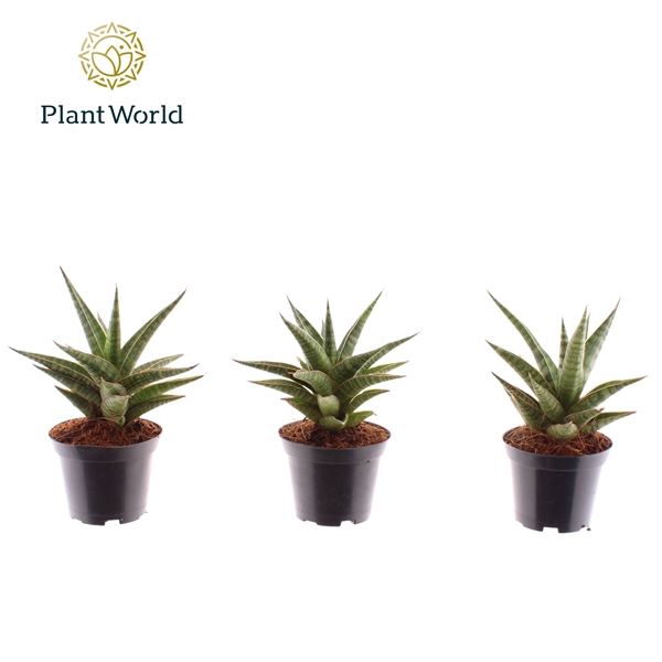 <h4>Sansevieria 'Boogie Woogie'</h4>