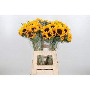 Helian An Orange Fir