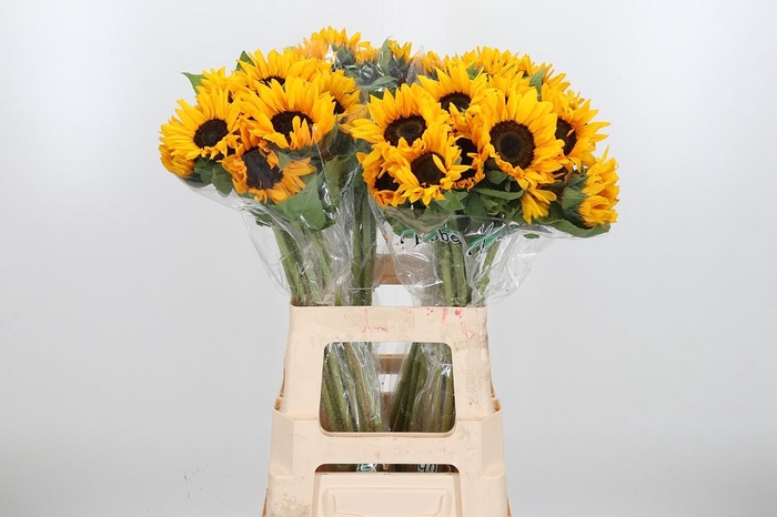 <h4>Helian An Orange Fir</h4>