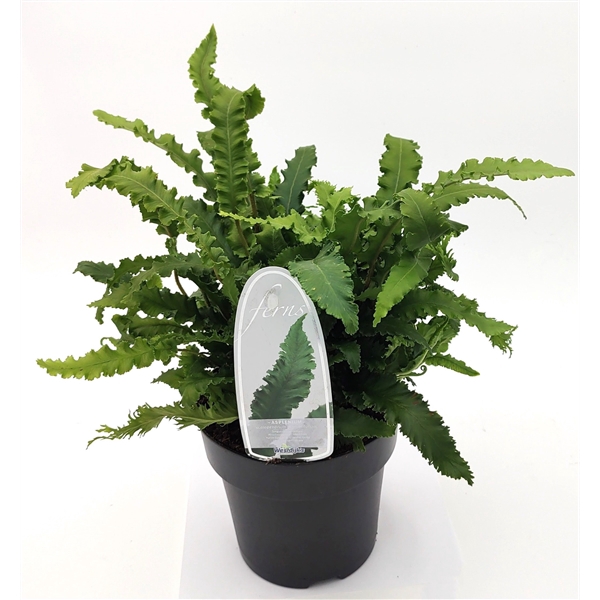 <h4>Asplenium scolopendrium angustifolium ES15 1,7l</h4>