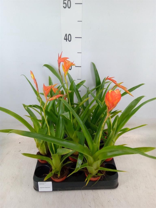 <h4>Tillandsia dyeriana</h4>