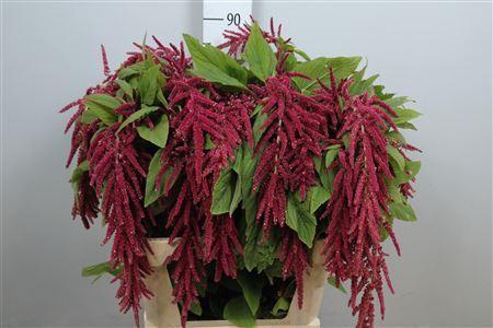 <h4>Amaranthus caud. 'Red Cord'</h4>