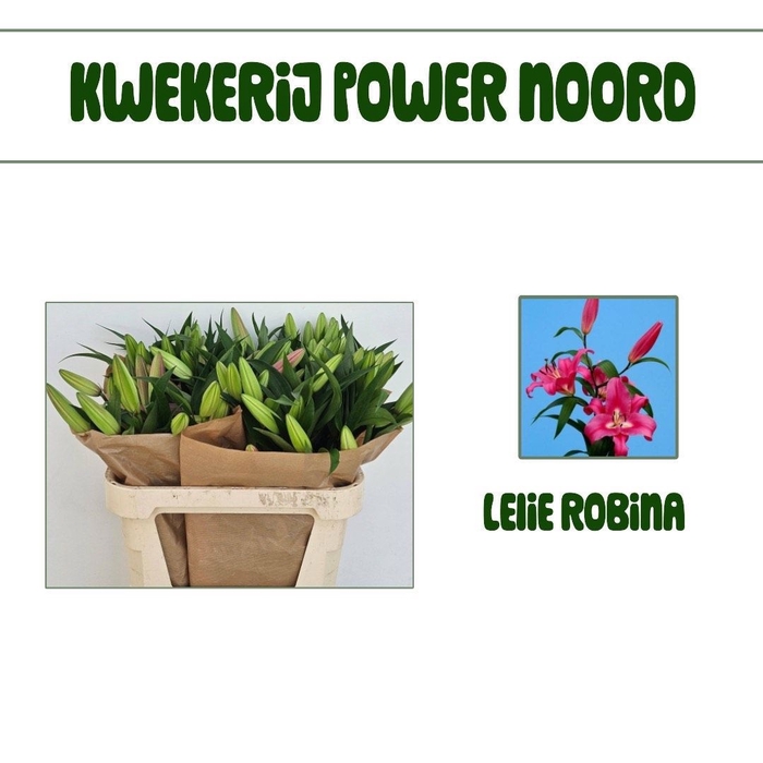 <h4>LI OT ROBINA</h4>