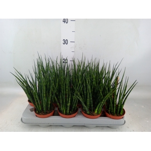 Sansevieria  'Fernwood'