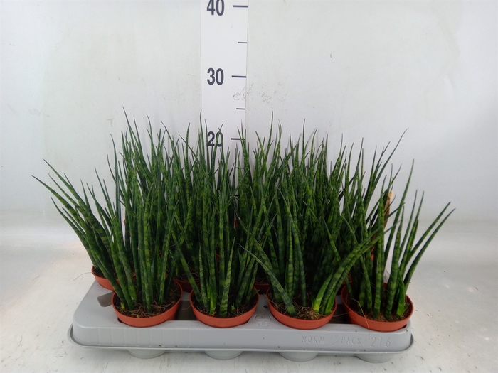 <h4>Sansevieria  'Fernwood'</h4>