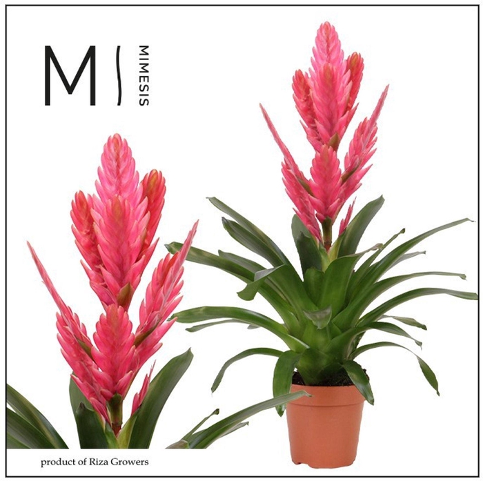 <h4>Vriesea overig</h4>