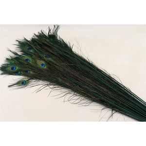 Feather Peacock L90-100 Natural Green