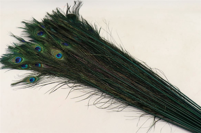 <h4>Feather Peacock L90-100 Natural Green</h4>